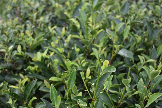 紅茶具有哪些特點(diǎn)？